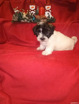 Vand Bichon maltez  - imagine 5