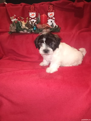 Vand Bichon maltez  - imagine 4