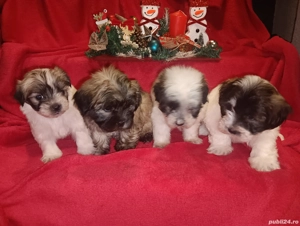 Vand Bichon maltez  - imagine 3