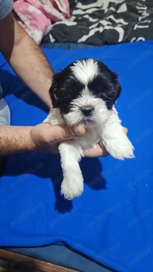 catelusi shih tzu