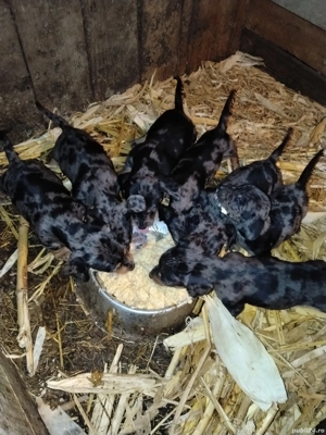 Căței tekel arlechin - imagine 4