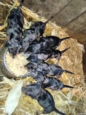 Căței tekel arlechin - imagine 3