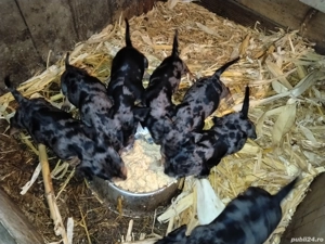 Căței tekel arlechin - imagine 2