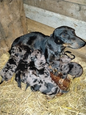 Căței tekel arlechin - imagine 5