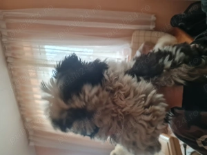 Cățelușă shih tzu mini toy de vânzare 