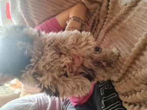 Cățelușă shih tzu mini toy de vânzare  - imagine 4