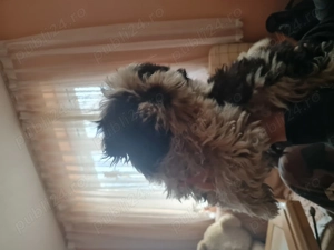 Cățelușă shih tzu mini toy de vânzare  - imagine 3