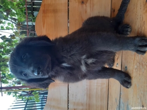 Ciobanesc corb pui vaccinați  - imagine 3