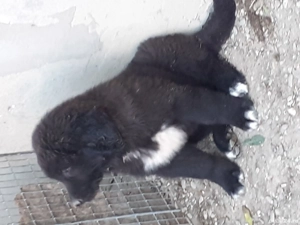 Ciobanesc corb pui vaccinați  - imagine 4