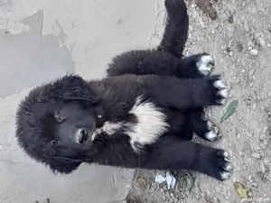 Ciobanesc corb pui vaccinați  - imagine 5