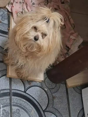 Maltipoo cu carnet si 2 vaccina