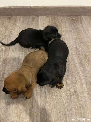 catei Teckel metis  - imagine 3