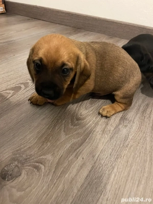 catei Teckel metis  - imagine 4