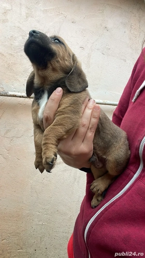 catei Teckel metis  - imagine 5