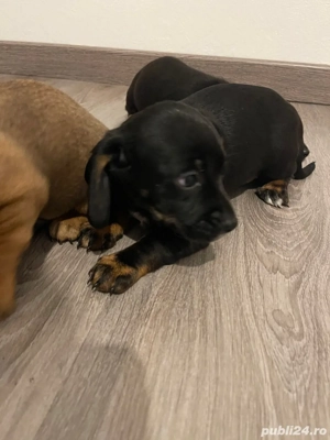 catei Teckel metis  - imagine 2