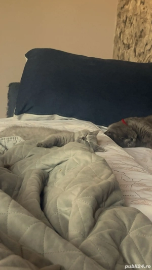 Pisici British de vânzare - imagine 3