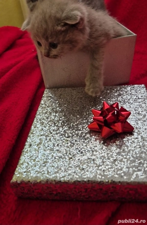 Cadoul perfect pentru orice eveniment! - imagine 3