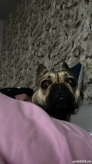 Bulldog Francez de vânzare - imagine 2