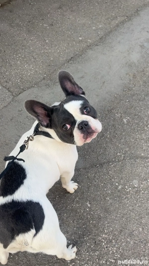 Bulldog Francez de vânzare - imagine 3