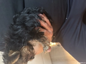 yorkshire terrier - imagine 3