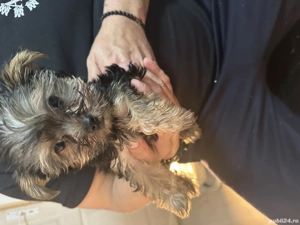 yorkshire terrier - imagine 2