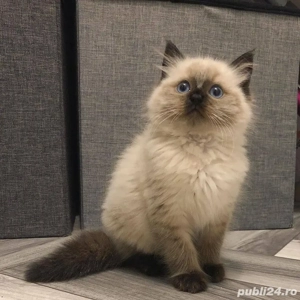 Ragdoll jucaus  - imagine 2