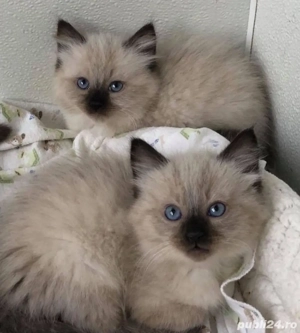 Ragdoll jucaus  - imagine 3