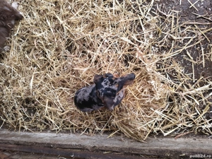 mascul teckel de vanzare - imagine 2