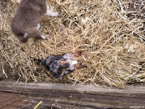 mascul teckel de vanzare - imagine 3