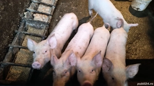 Șoldani de 12 săptămâni rasa de carne - imagine 2