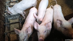 Șoldani de 12 săptămâni rasa de carne - imagine 4