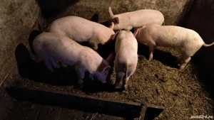 Șoldani de 12 săptămâni rasa de carne - imagine 3