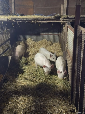 Porc de vanzare ......  - imagine 2