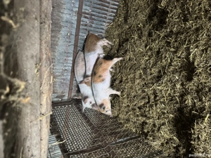 porc de vanzare               .