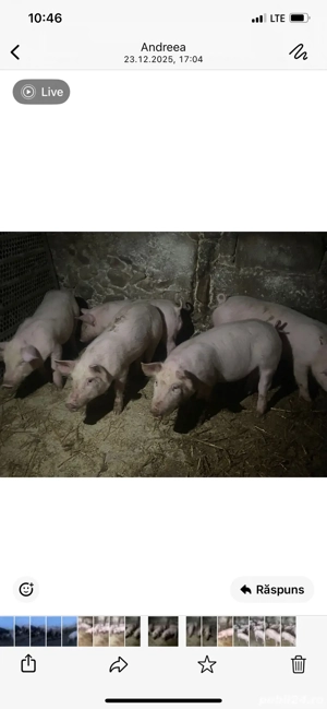 purcei de vânzare - imagine 3