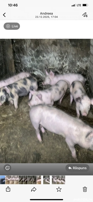 purcei de vânzare - imagine 4