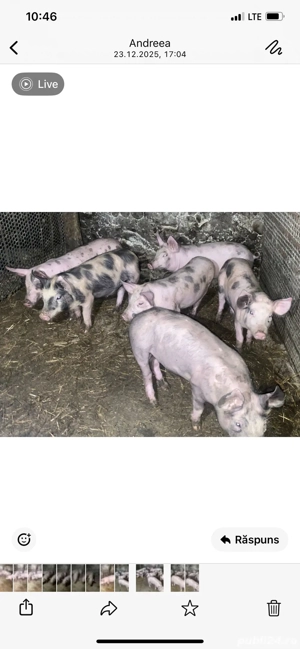 purcei de vânzare - imagine 2