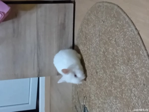 vand iepurasi cap de leu forte cuminți si jucausi 