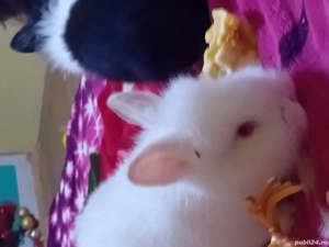 vand iepurasi cap de leu forte cuminți si jucausi  - imagine 3