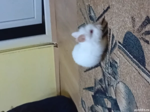 vand iepurasi cap de leu forte cuminți si jucausi  - imagine 2