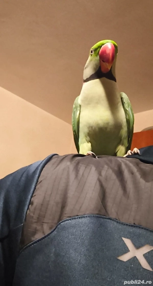 Vând papagal marele Alexander - imagine 5