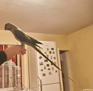 Vând papagal marele Alexander - imagine 2