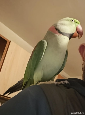 Vând papagal marele Alexander - imagine 3