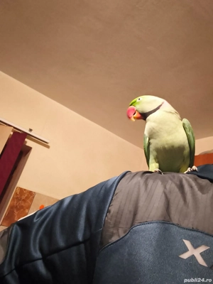 Vând papagal marele Alexander - imagine 6