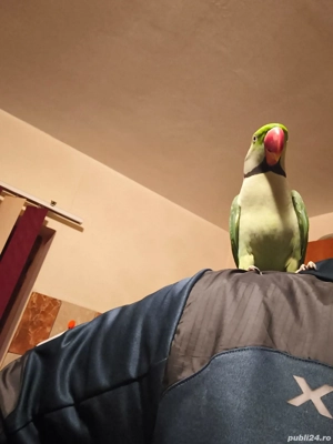 Vând papagal marele Alexander - imagine 4
