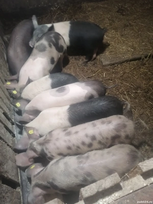 Vând porci  de 3 luni și de 4 luni