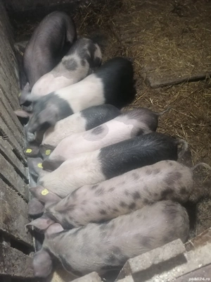 Vând porci  de 3 luni și de 4 luni - imagine 2