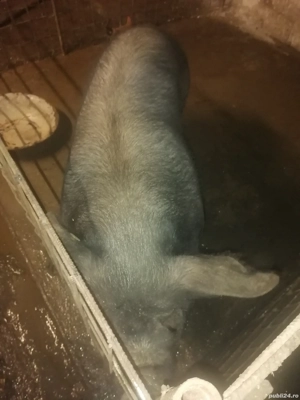 Vând porc sau schimb cu juninca tauras - imagine 2