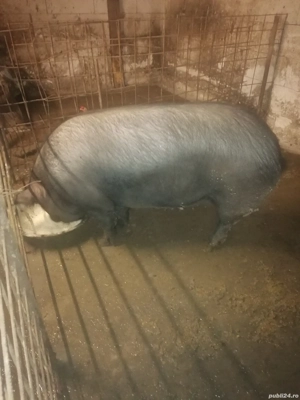 Vând porc sau schimb cu juninca tauras