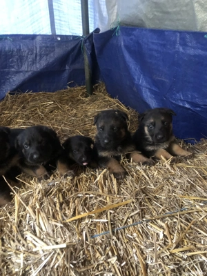 Pui Ciobanesc German - imagine 3